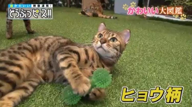 ゴミ捨てを手伝ってくれる猫 人間がゴミを捨てようとするとニャンとっ どうぶつピース かわい テレ東プラス