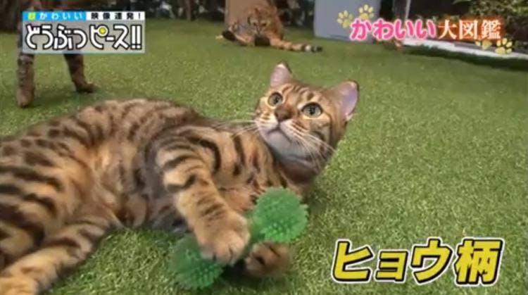ゴミ捨てを手伝ってくれる猫 人間がゴミを捨てようとするとニャンとっ どうぶつピース かわい テレ東プラス ゴミ捨てを手伝ってくれる猫 人間がゴミを捨てようとするとニャンとっ どうぶつピース かわい テレ東プラス