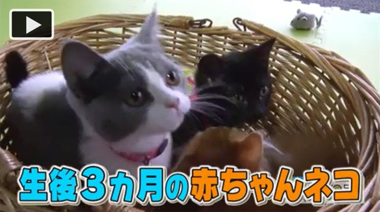 猫の赤ちゃん 初めて見る鏡に驚いてボディアタック 超かわいい映像連発 どうぶつピース テレ東プラス