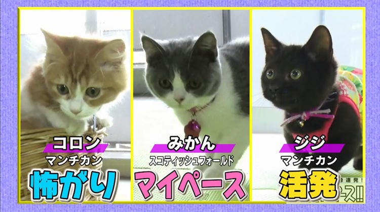 猫の赤ちゃん 初めて見る鏡に驚いてボディアタック 超かわいい映像連発 どうぶつピース テレ東プラス