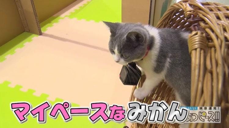 猫の赤ちゃん 初めて見る鏡に驚いてボディアタック 超かわいい映像連発 どうぶつピース テレ東プラス