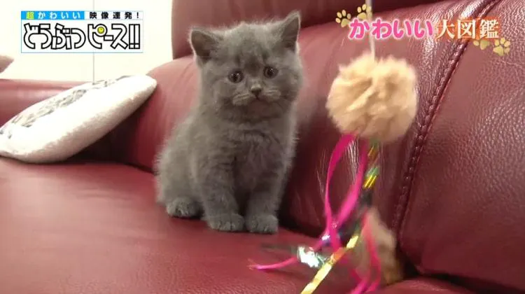 草食男子に猛アプローチ 肉食女子の恋の行方は どうぶつピース かわいい大図鑑 テレ東プラス