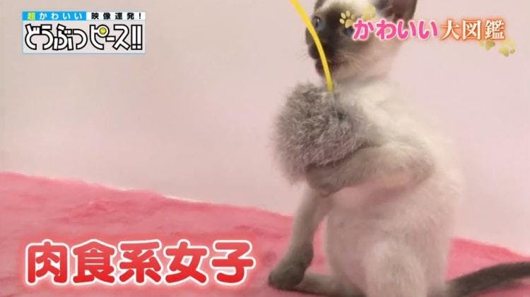 草食男子に猛アプローチ 肉食女子の恋の行方は どうぶつピース かわいい大図鑑 テレ東プラス