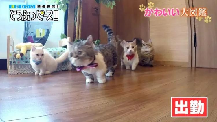 短腳貓的晚上的秘密 什麼在貓咖啡廳每夜舉行 動物和平 可愛的大圖鑒 Tere Topla