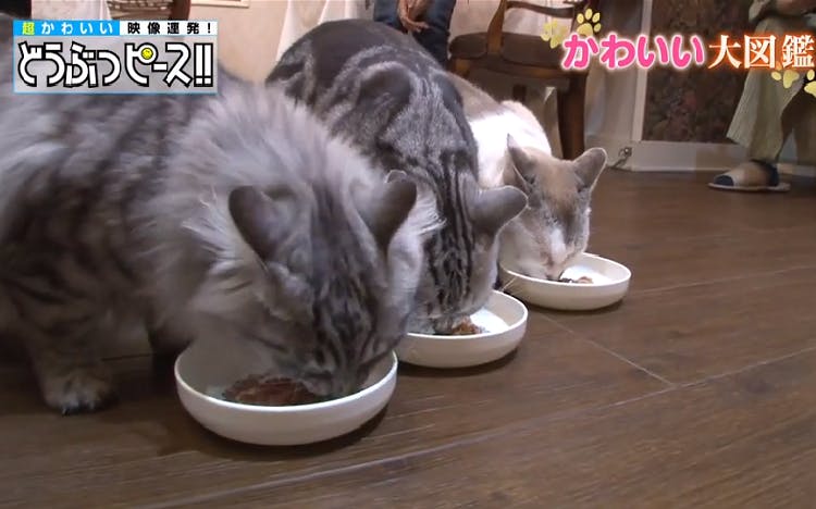 動画 モッフモフ癒し猫が満載 どうぶつピース かわいい大図鑑 テレ東プラス