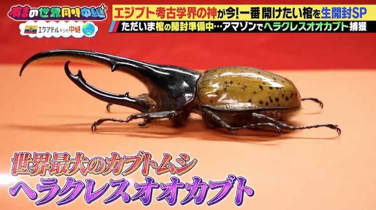 虫 虫 虫 壮絶な絵面に自主規制 世界最大のカブトムシを生捕獲 有吉の世界同時中継 テレ東プラス
