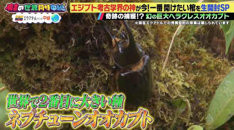 虫、虫、虫壮絶な絵面に自主規制!世界最大のカブトムシを生 虫、虫、虫壮絶な絵面に自主規制!世界最大のカブトムシを生