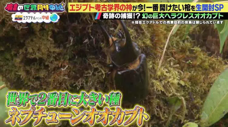 虫 虫 虫 壮絶な絵面に自主規制 世界最大のカブトムシを生捕獲 有吉の世界同時中継 テレ東プラス