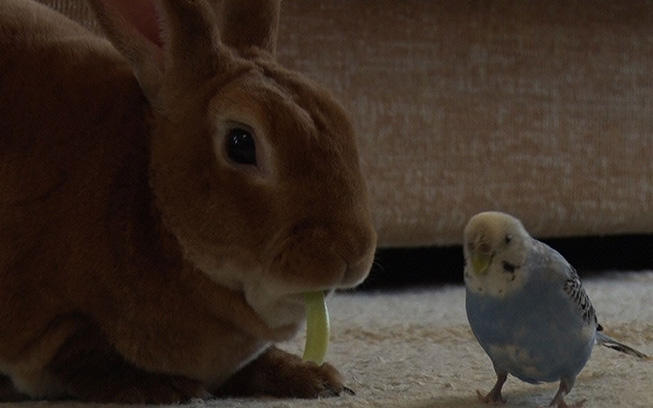 犬×アヒル、猫×犬、ウサギ×インコ...ちょっと変わった仲良しさん第3弾！＜超かわいい映像連発！どうぶつピース＞ |  テレビ東京・ＢＳテレ東の読んで見て感じるメディア テレ東プラス