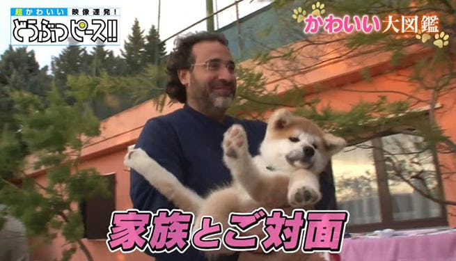 イタリアでアモーレな秋田犬 人気のヒミツ ローマの休日 With 秋田犬の姿を大公開 どうぶつピース テレ東プラス