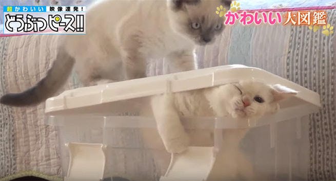 これがホントの 猫ふんじゃった 箱から で 出れないにゃん どうぶつピース かわい テレ東プラス