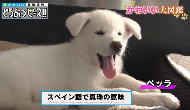 これぞ顔芸 両手にすっぽり納まるブルドッグの 梅干し顔 どうぶつピース テレ東プラス これぞ顔芸 両手にすっぽり納まるブルドッグの 梅干し顔 どうぶつピース テレ東プラス