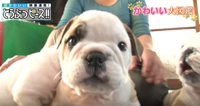 これぞ顔芸 両手にすっぽり納まるブルドッグの 梅干し顔 どうぶつピース テレ東プラス これぞ顔芸 両手にすっぽり納まるブルドッグの 梅干し顔 どうぶつピース テレ東プラス