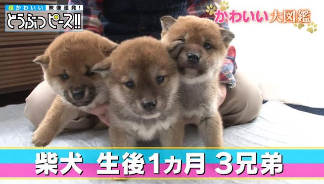初めての雪景色にフリーズ状態 柴犬兄弟の二人三脚 雪デビュー どうぶつピー テレ東プラス 初めての雪景色にフリーズ状態 柴犬兄弟の二人三脚 雪デビュー どうぶつピー テレ東プラス