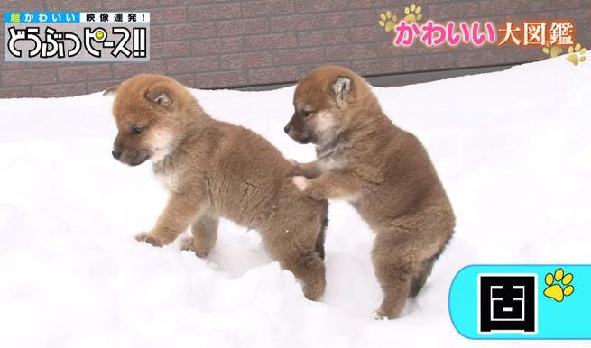 初めての雪景色にフリーズ状態 柴犬兄弟の二人三脚 雪デビュー どうぶつピー テレ東プラス