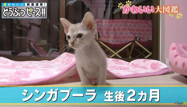 初めての他種とのご対面 しかし放送事故レベルの 猫見知り 状態に どうぶつ テレ東プラス