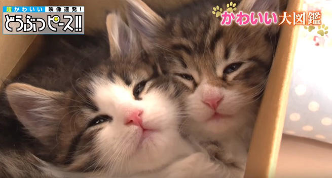 初めての他種とのご対面♪しかし放送事故レベルのu201d猫見知りu201d状態に 