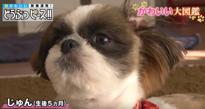 再会することはない たった1か月 の聴導犬候補生と少女の明るくて切ない物語 テレ東プラス