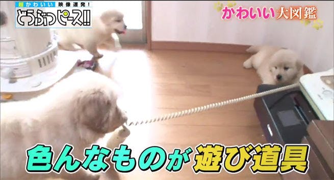 ボールと雪と赤ちゃんと ワンちゃんたちの戯れ どうぶつピース かわいい大図鑑 テレ東プラス ボールと雪と赤ちゃんと ワンちゃんたちの戯れ どうぶつピース かわいい大図鑑 テレ東プラス