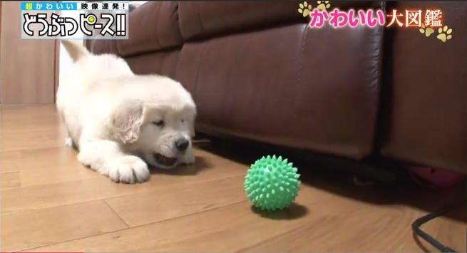 ボールと雪と赤ちゃんと ワンちゃんたちの戯れ どうぶつピース かわいい大図鑑 テレ東プラス ボールと雪と赤ちゃんと ワンちゃんたちの戯れ どうぶつピース かわいい大図鑑 テレ東プラス