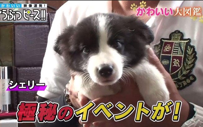 おてんば娘のハプニング 柴犬3兄弟のお散歩デビューは千里の道 どうぶつピース かわいい大図鑑 テレ東プラス