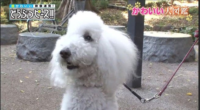 トリミング初体験プードルちゃんのもふもふチャレンジ どうぶつピース かわいい大図鑑 テレ東プラス トリミング初体験プードルちゃんのもふもふチャレンジ どうぶつピース かわいい大図鑑 テレ東プラス