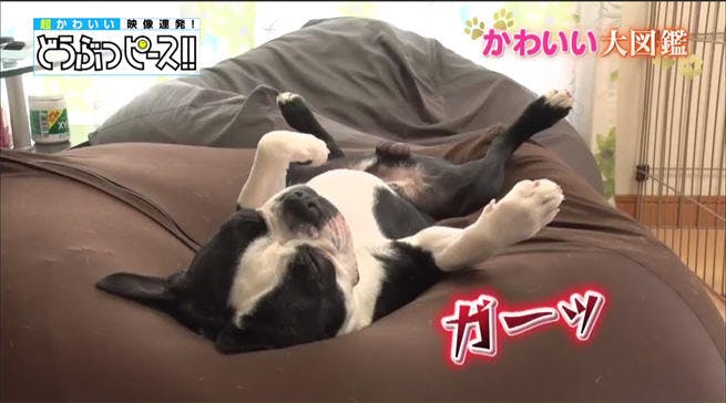 豪快なへそ天といびき 寝姿スター誕生 どうぶつピース かわいい大図鑑 テレ東プラス 豪快なへそ天といびき 寝姿スター誕生 どうぶつピース かわいい大図鑑 テレ東プラス