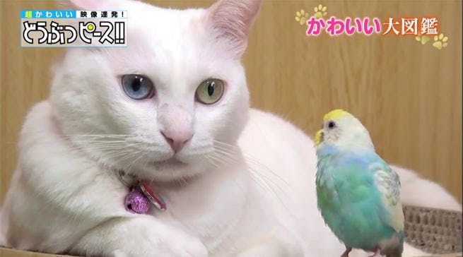 猫と の深い友情 びっくりフレンドにキュン どうぶつピース かわいい大図鑑 テレ東プラス