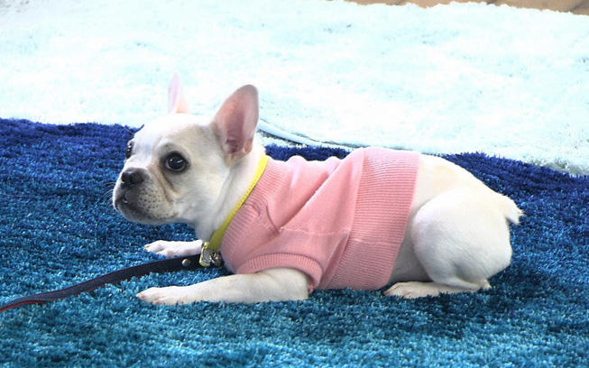 マスコット犬・ぴーす君が初めての「ふせ」に挑戦！上手に出来るかな