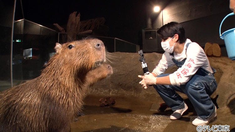 ロケ秘蔵画像あり Snow Manラウールが動物ビビり脱却を目指し水族館へ どうぶつピース テレ東プラス