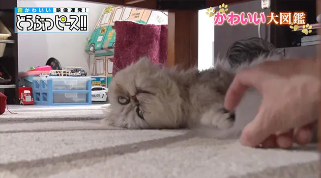 動画 起きているの 寝ているの 不思議なペルシャ猫 どうぶつピース かわいい大図鑑 テレ東プラス