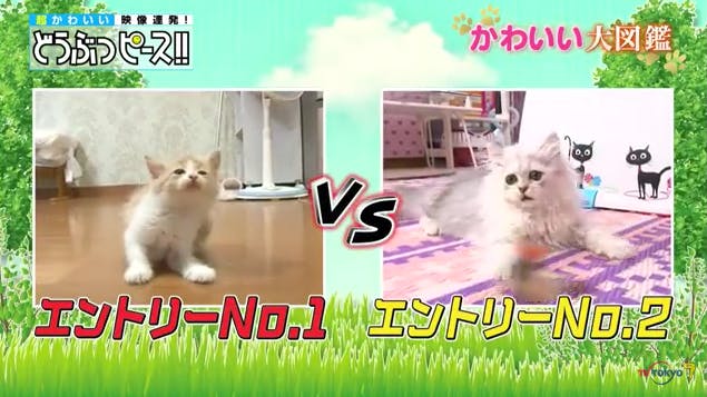 動画 Snsで話題の動物に隠された悲しい過去とは どうぶつピース かわいい大図鑑 テレ東プラス