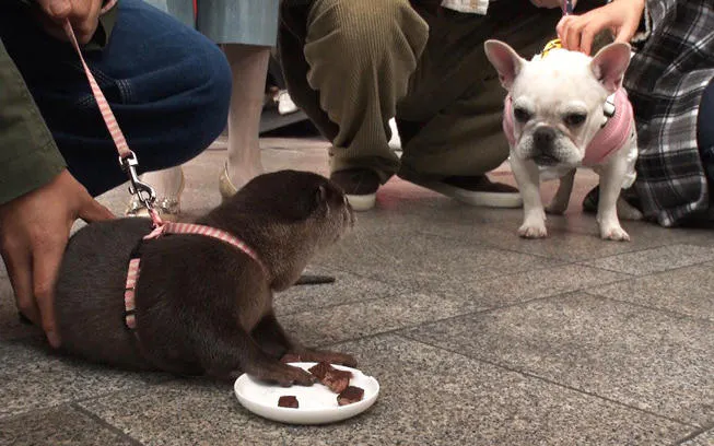 和節目吉祥物狗 Pisu 水獺一起對散步 能友好相處嗎 動物和平 Tere Topla