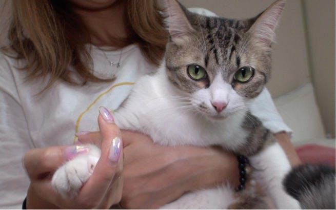 飼い主さんの靴下を脱がせてあげる犬やゴミ出しするワンちゃんなど 働き者ペットsp どうぶつピース テレ東プラス 飼い主さんの靴下を脱がせてあげる犬やゴミ出しするワンちゃんなど 働き者ペットsp どうぶつピース テレ東プラス