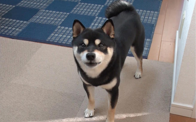 飼い主さんの靴下を脱がせてあげる犬やゴミ出しするワンちゃん ...