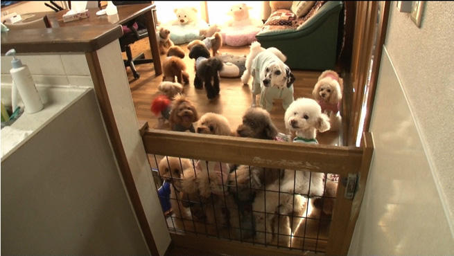 大変だけど超カワイイ！！犬20匹の大家族に密着！：どうぶつピース