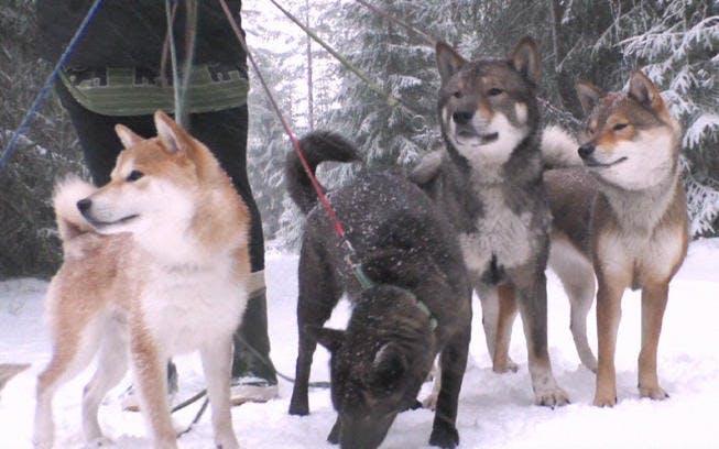 北欧フィンランドで日本犬が大人気 その理由とは どうぶつピース テレ東プラス