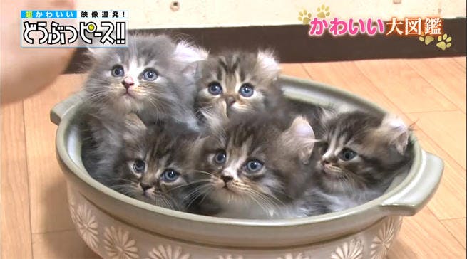 マンチカールの5兄弟のねこ鍋にキュン どうぶつピース かわいい大図鑑 テレ東プラス