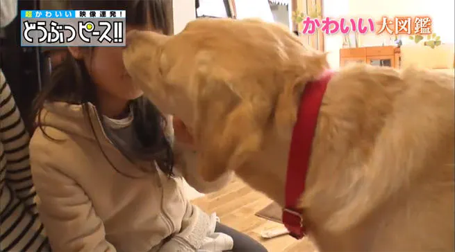 介助犬ピースと3姉妹の最後の1週間 どうぶつピース かわいい大図鑑 テレ東プラス