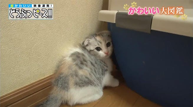 大好きすぎてハグしすぎなロシアンブルーの兄弟 どうぶつピース かわいい大図鑑 テレ東プラス 大好きすぎてハグしすぎなロシアンブルーの兄弟 どうぶつピース かわいい大図鑑 テレ東プラス