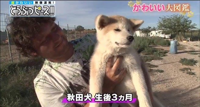 スペインの 大西洋のハワイ で暮らす秋田犬の赤ちゃんに密着 どうぶつピース かわいい大図鑑 テレ東プラス