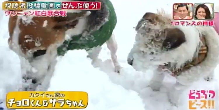 赤ちゃんと仲良しニャンコに ラグビーのtryに挑むワンコ 犬猫が歌に合わせた動きで対決 どうぶつピ テレ東プラス