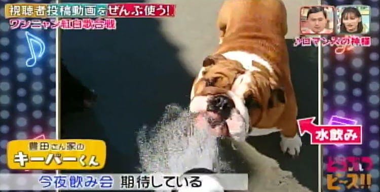 赤ちゃんと仲良しニャンコに ラグビーのtryに挑むワンコ 犬猫が歌に合わせた動きで対決 どうぶつピ テレ東プラス 赤ちゃんと仲良しニャンコに ラグビーのtryに挑むワンコ 犬猫が歌に合わせた動きで対決 どうぶつピ テレ東プラス