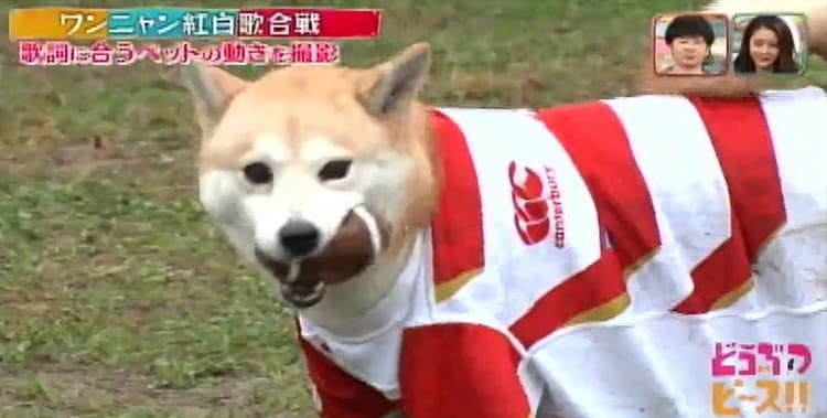 赤ちゃんと仲良しニャンコに ラグビーのtryに挑むワンコ 犬猫が歌に合わせた動きで対決 どうぶつピ テレ東プラス