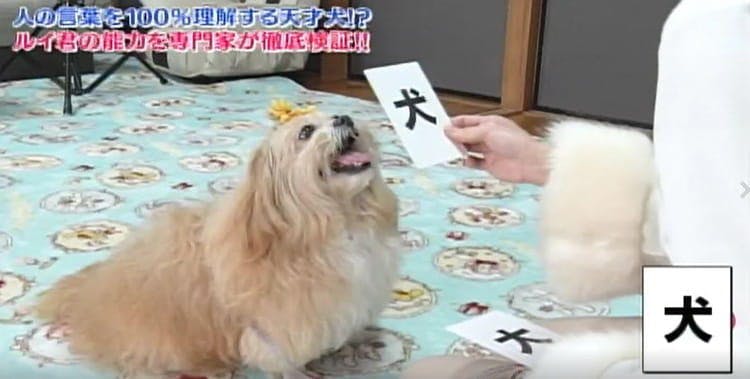 人の言葉を100 理解 スーパー天才犬の能力を専門家が徹底検証 どうぶつピース テレ東プラス