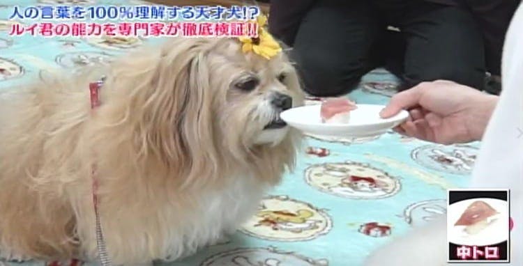 人の言葉を100 理解 スーパー天才犬の能力を専門家が徹底検証 どうぶつピース テレ東プラス 人の言葉を100 理解 スーパー天才犬の能力を専門家が徹底検証 どうぶつピース テレ東プラス