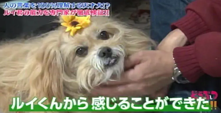人の言葉を100 理解 スーパー天才犬の能力を専門家が徹底検証 どうぶつピース テレ東プラス 人の言葉を100 理解 スーパー天才犬の能力を専門家が徹底検証 どうぶつピース テレ東プラス