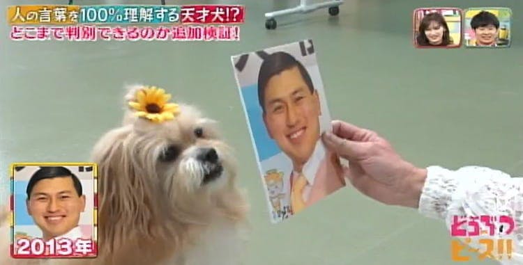 天才犬ルイくんが超難問に挑戦 オードリー春日の写真 うまい棒 15種類を見分けられる どうぶつ テレ東プラス