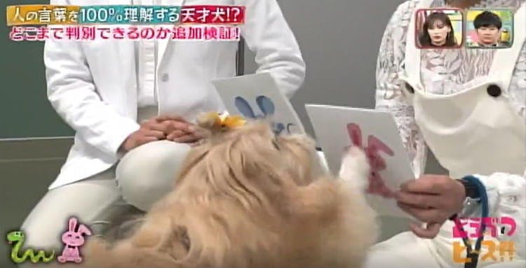 天才犬ルイくんが超難問に挑戦 オードリー春日の写真 うまい棒 15種類を見分けられる どうぶつ テレ東プラス 天才犬ルイくんが超難問に挑戦 オードリー春日の写真 うまい棒 15種類を見分けられる どうぶつ テレ東プラス