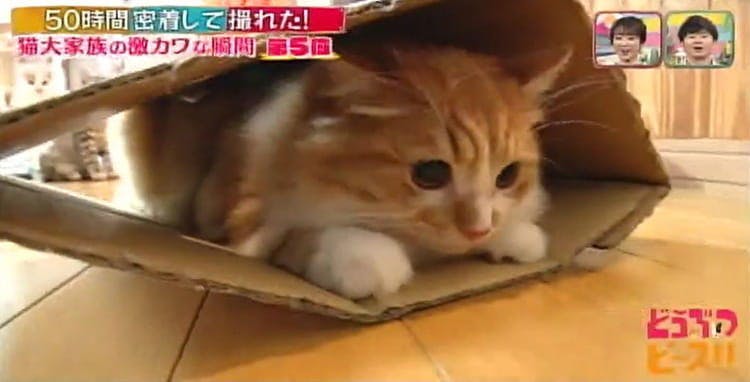 バンザーイの寝姿 額に生クリーム 段ボールでネコスベリ やんちゃなマンチカン兄妹の激カワな瞬間ベス テレ東プラス バンザーイの寝姿 額に生クリーム 段ボールでネコスベリ やんちゃなマンチカン兄妹の激カワな瞬間ベス テレ東プラス